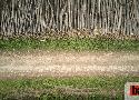 Pesticides, monocultures, coupes rases : comment des entreprises rendent la forêt toxique