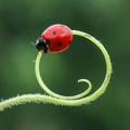 coccinelle