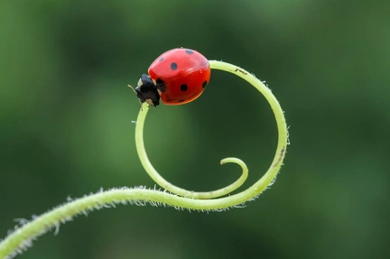 coccinelle