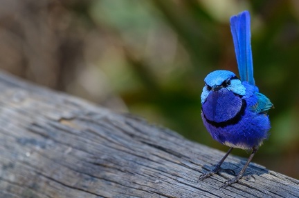 Splendid-Fairy-wren-CNola-Hawkins-2017-birdlifephotography.org .au 